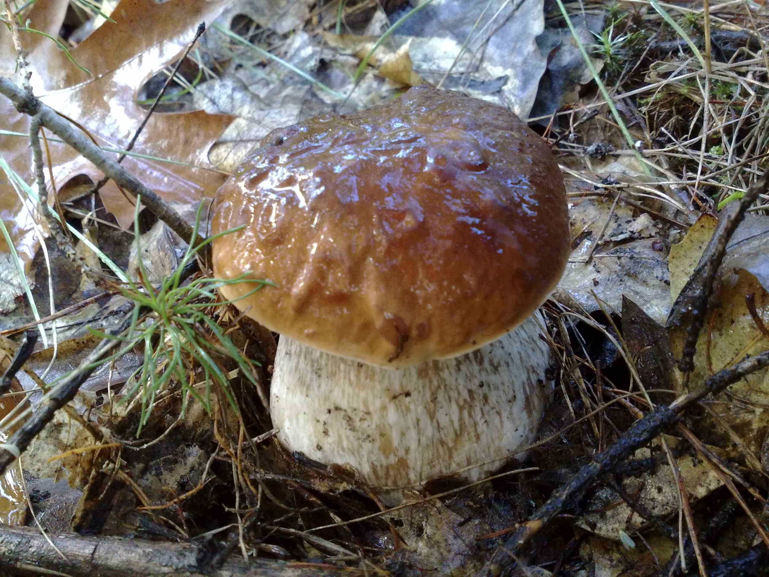 Белый гриб реальное фото