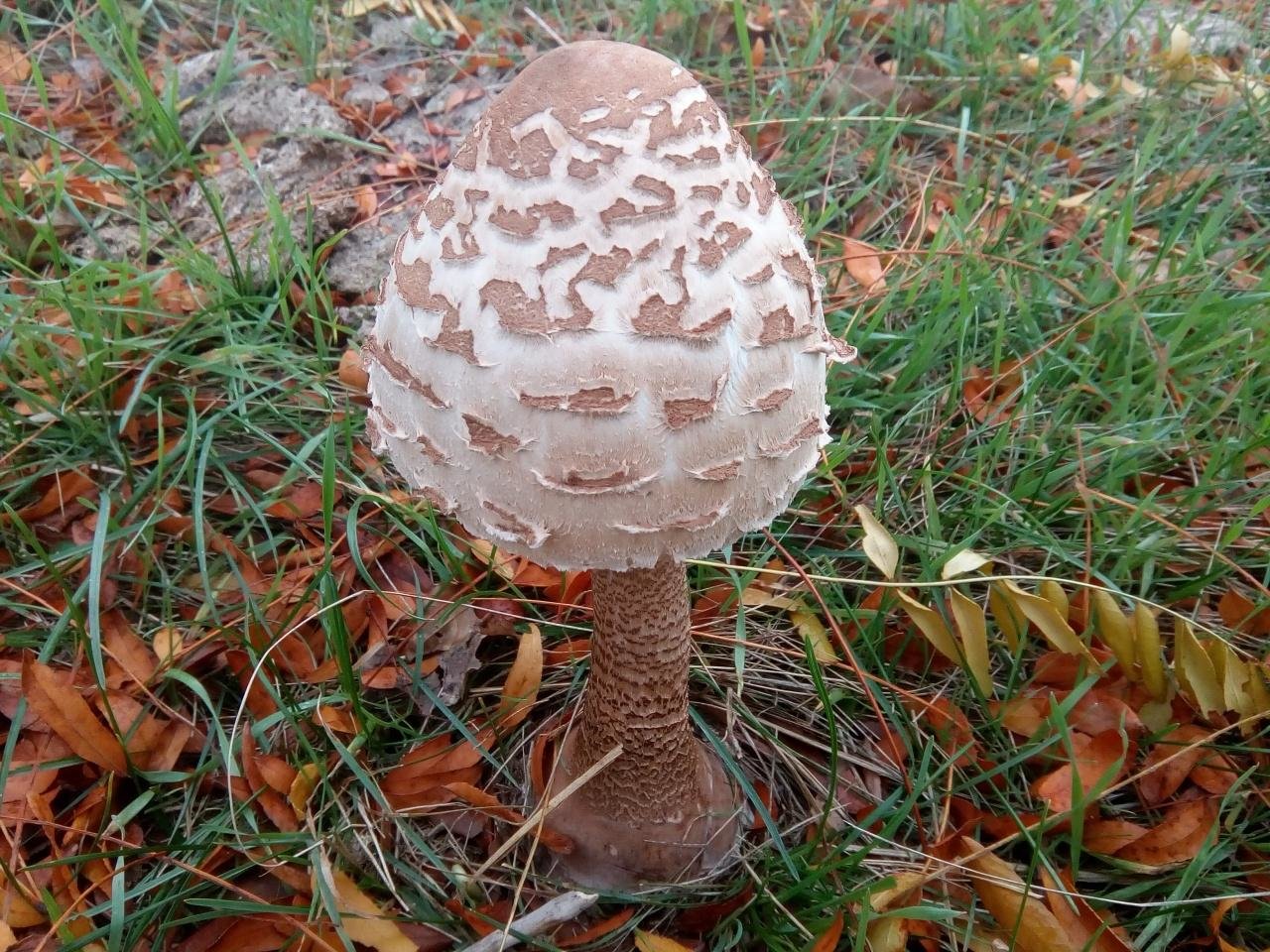 гриб зонтик краснеющий фото