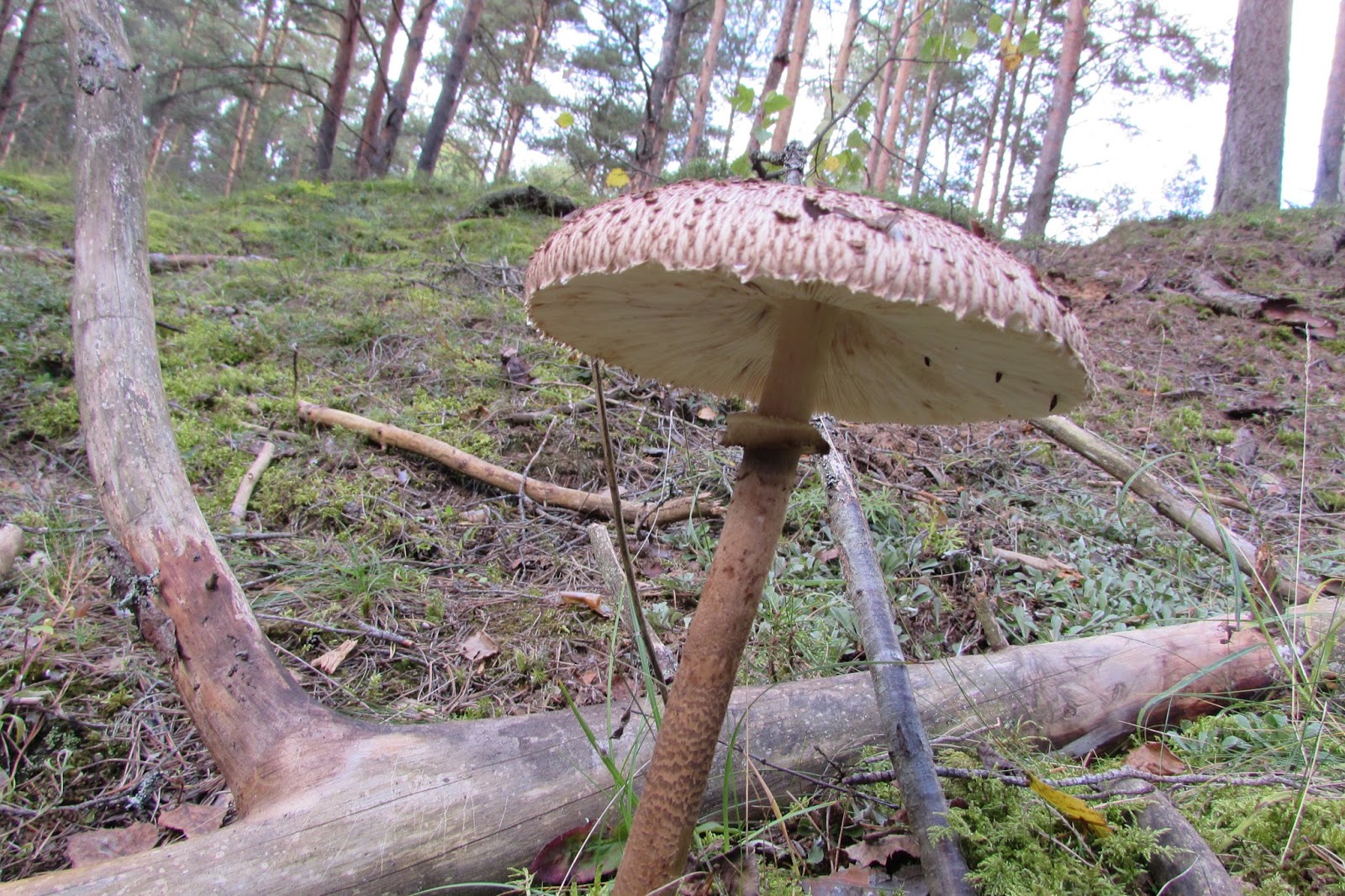 Вырастить грибы зонтики дома