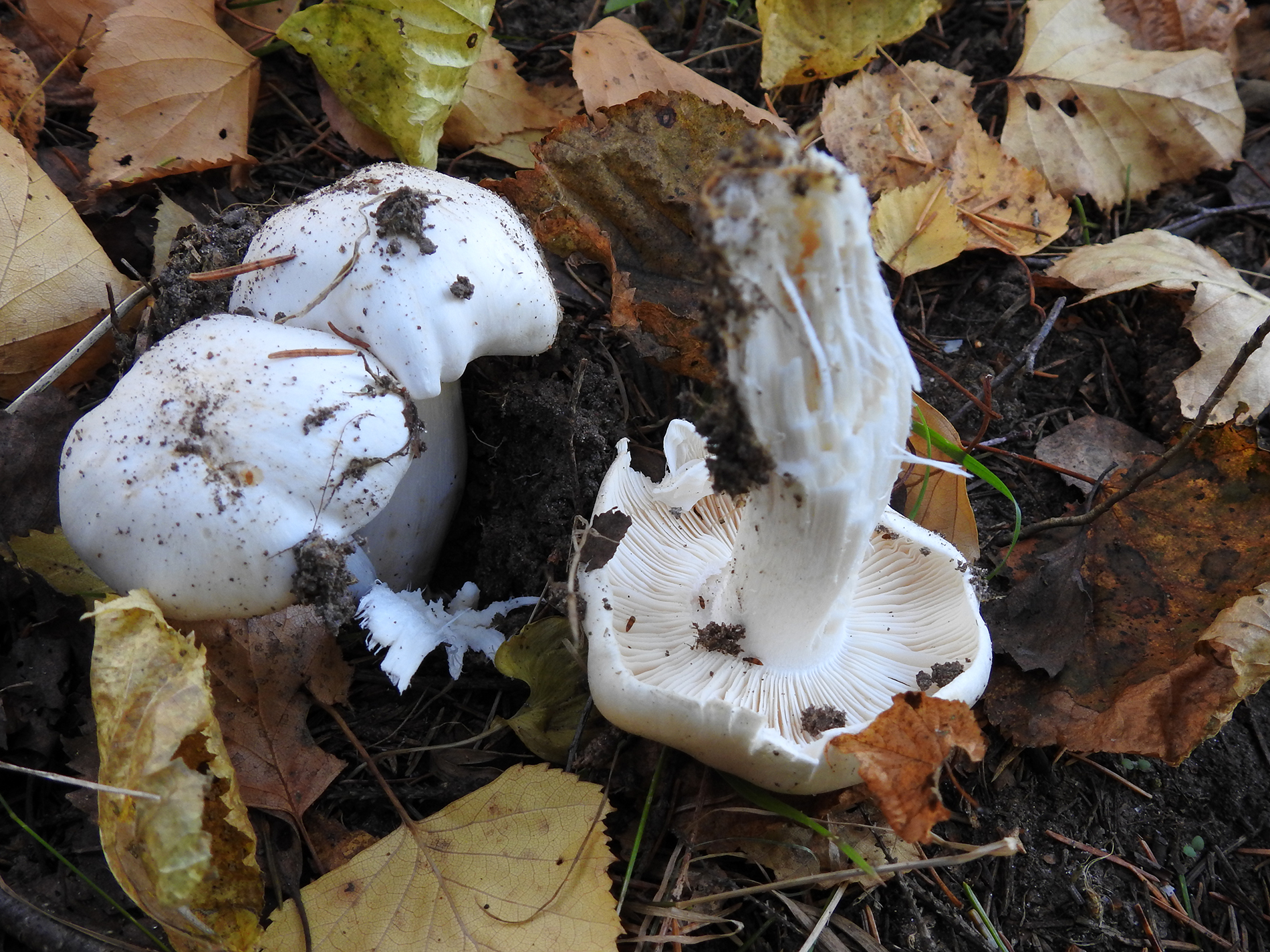 Крымская рядовка белая гриб