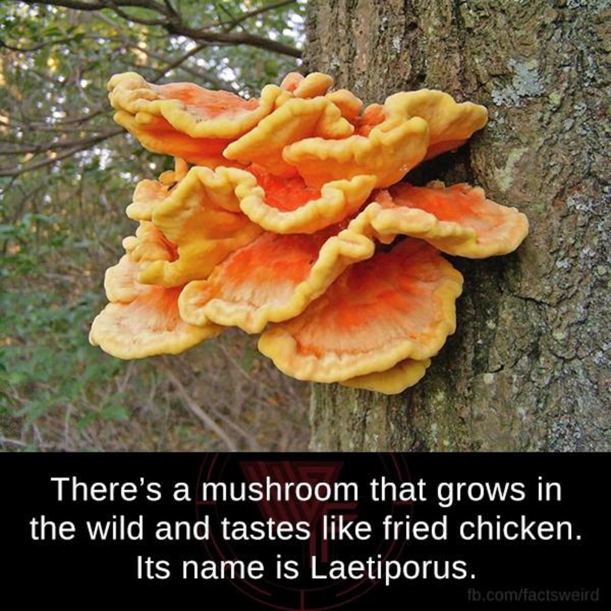 Красный камфорный гриб Антродия