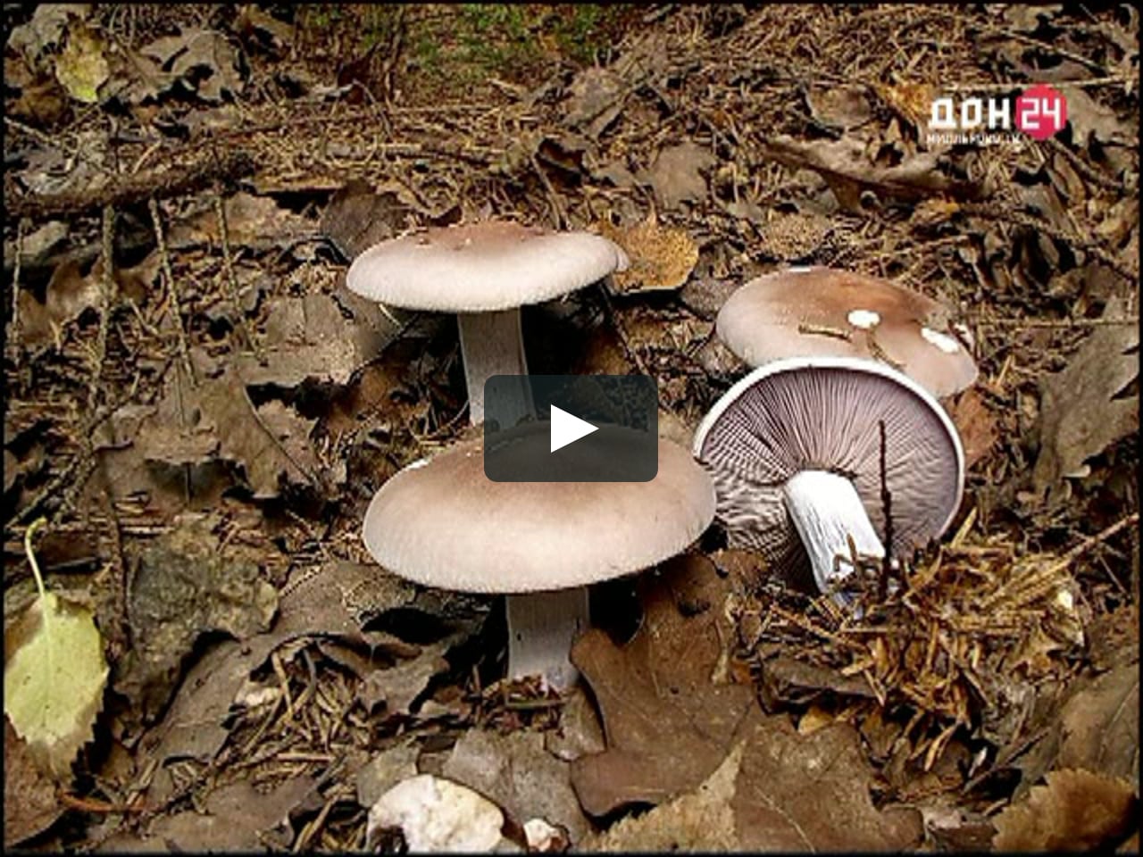 фото грибов белая рядовка