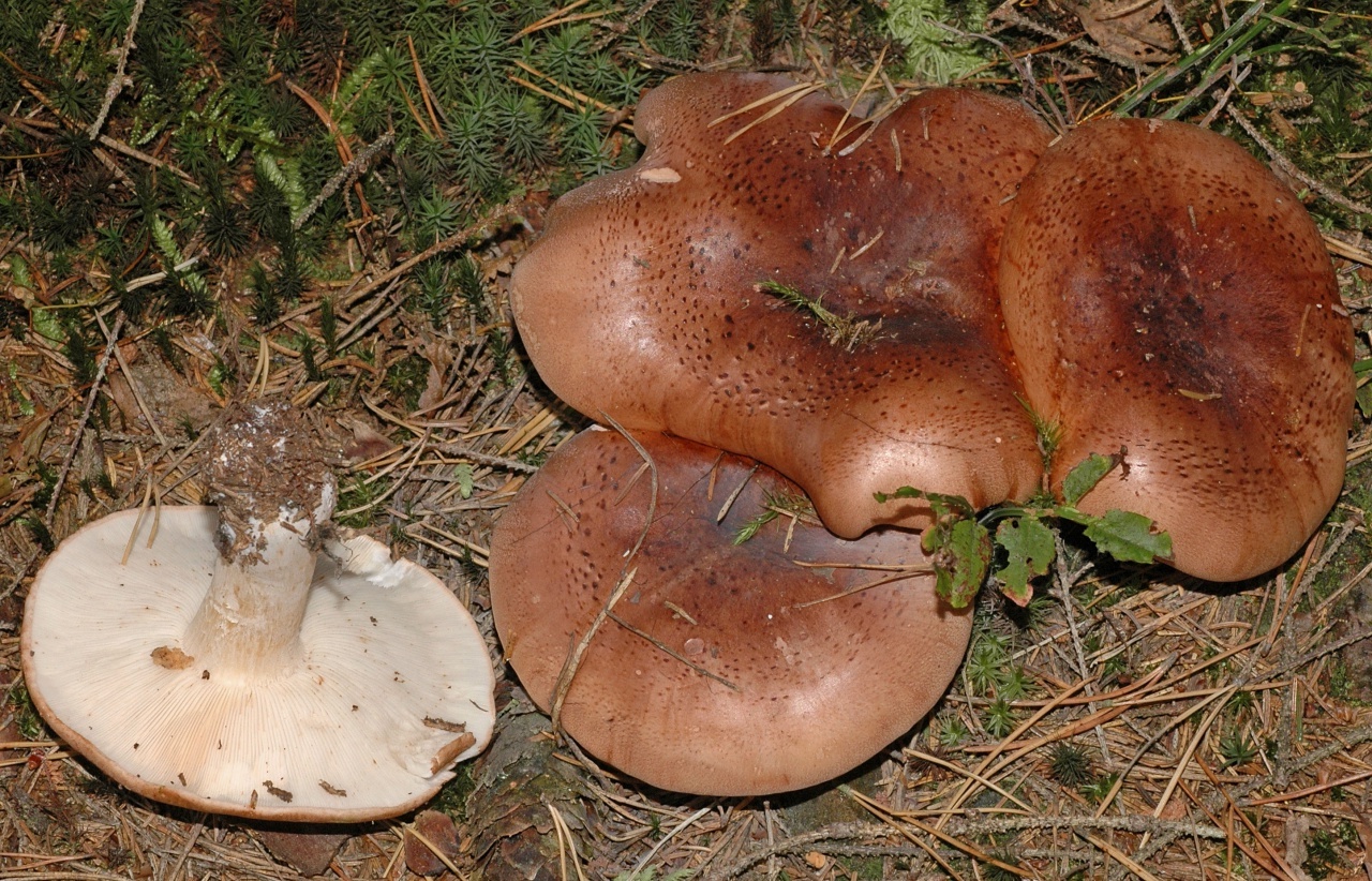 осенние рядовки грибы фото и название