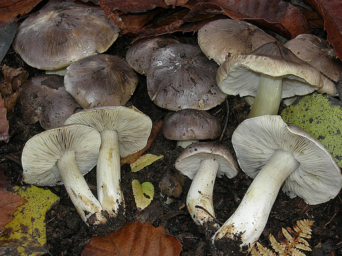 Рядовка обыкновенная гриб фото и описание