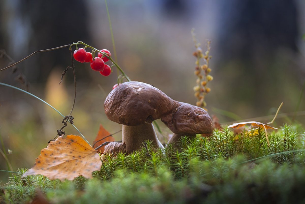 Осень грибы стильно