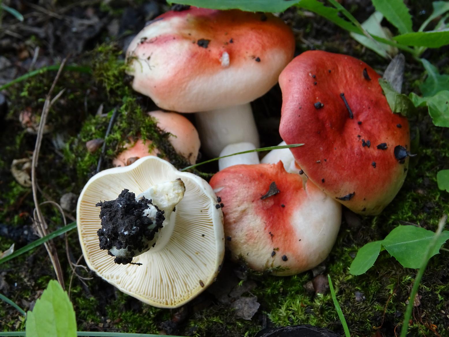 Определитель грибов Сыроежковые