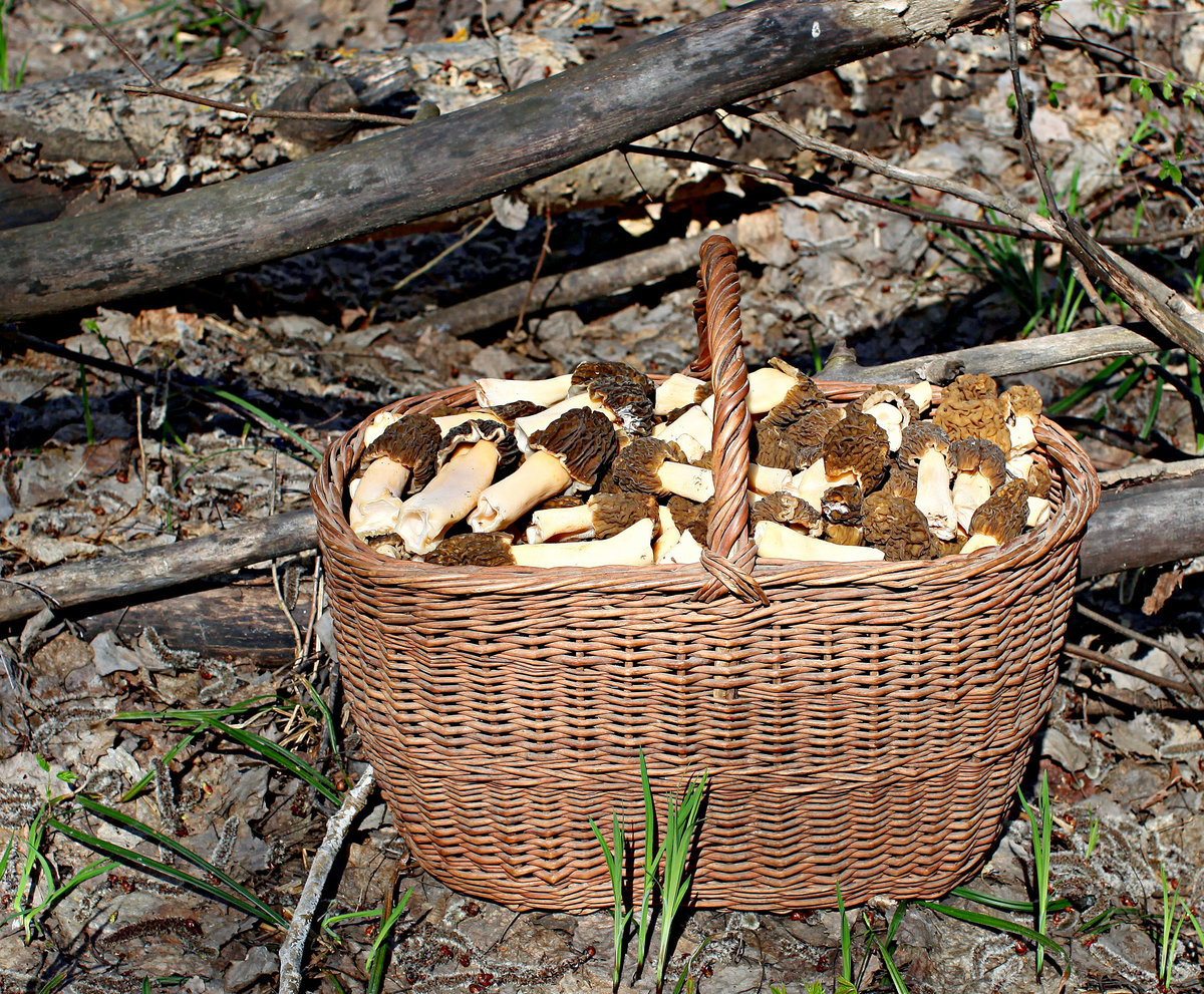 Лукошко грибов сморчки