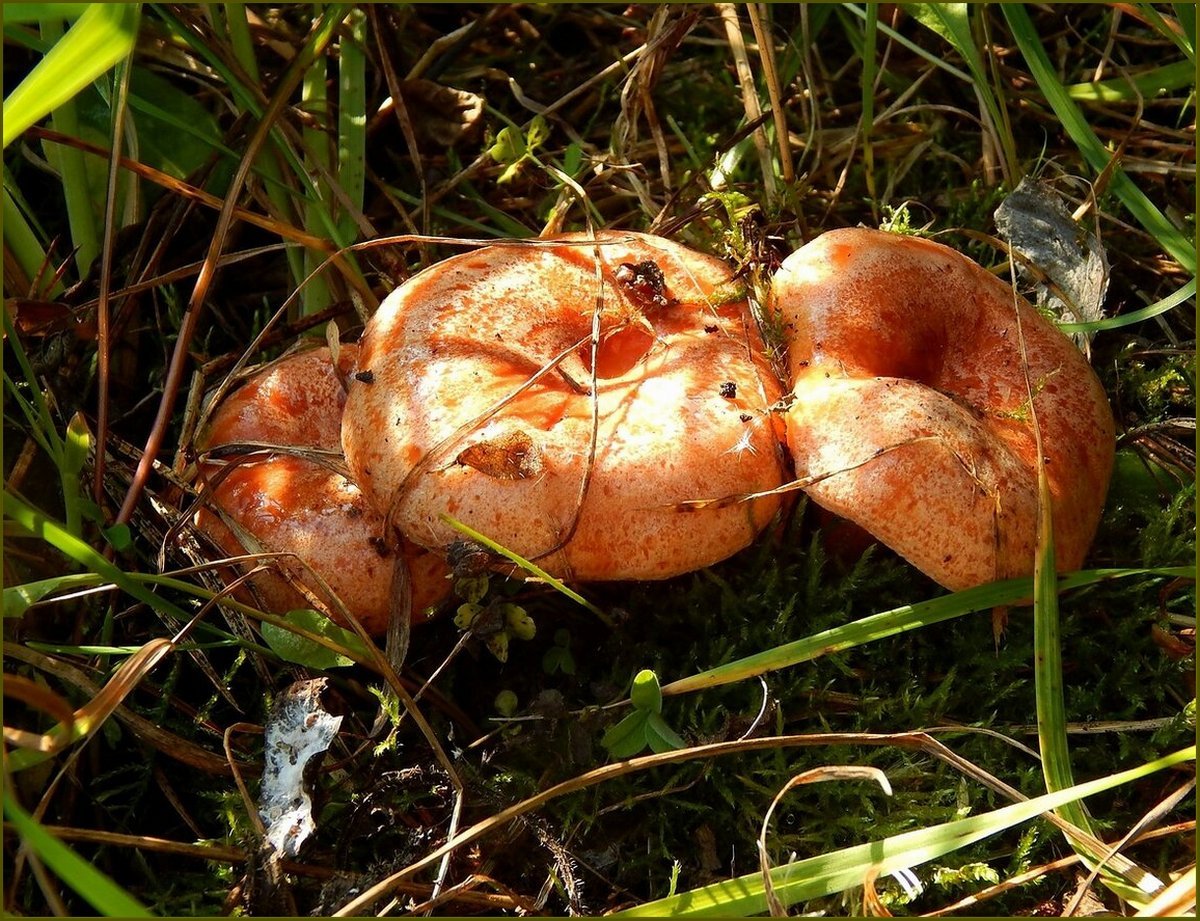 Рыжие Лесные грибы