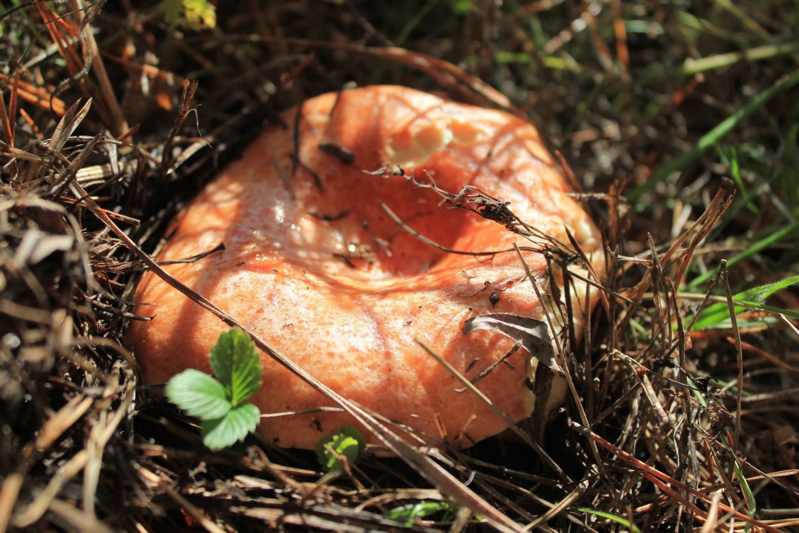 Осень рыжики. Млечник Рыжик гриб. Рыжик Сосновый/Боровой (Lactarius deliciosus);. Королевский Рыжик. Царский гриб Рыжик.