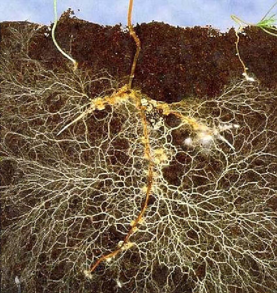 Образуют микоризу с корнями растений. Микориза грибокорень. Микориза гломус. Эктоэндотрофная микориза. Микориза осины.