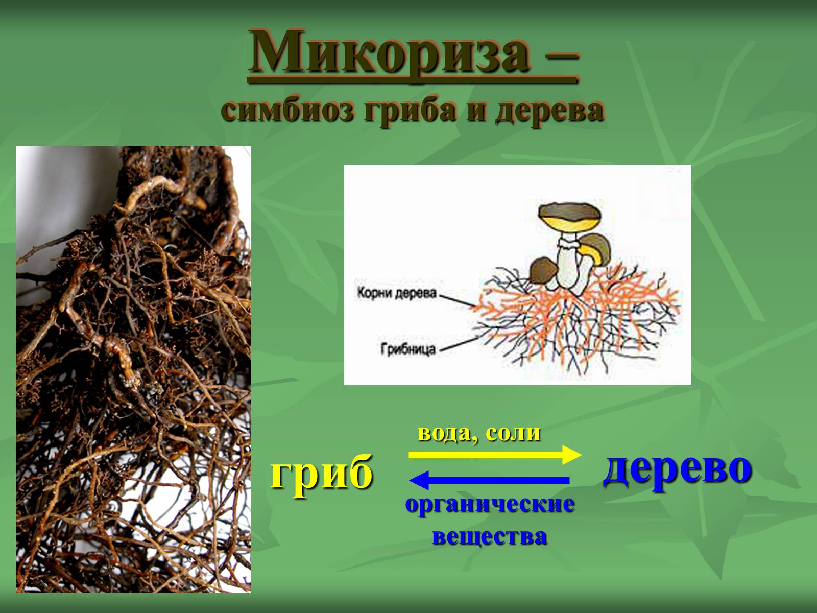 Грибы особая группа симбиотических организмов. Микориза грибокорень. Строение гриба микориза. Шляпочные грибы микориза. Микориза гриба 6 класс биология.