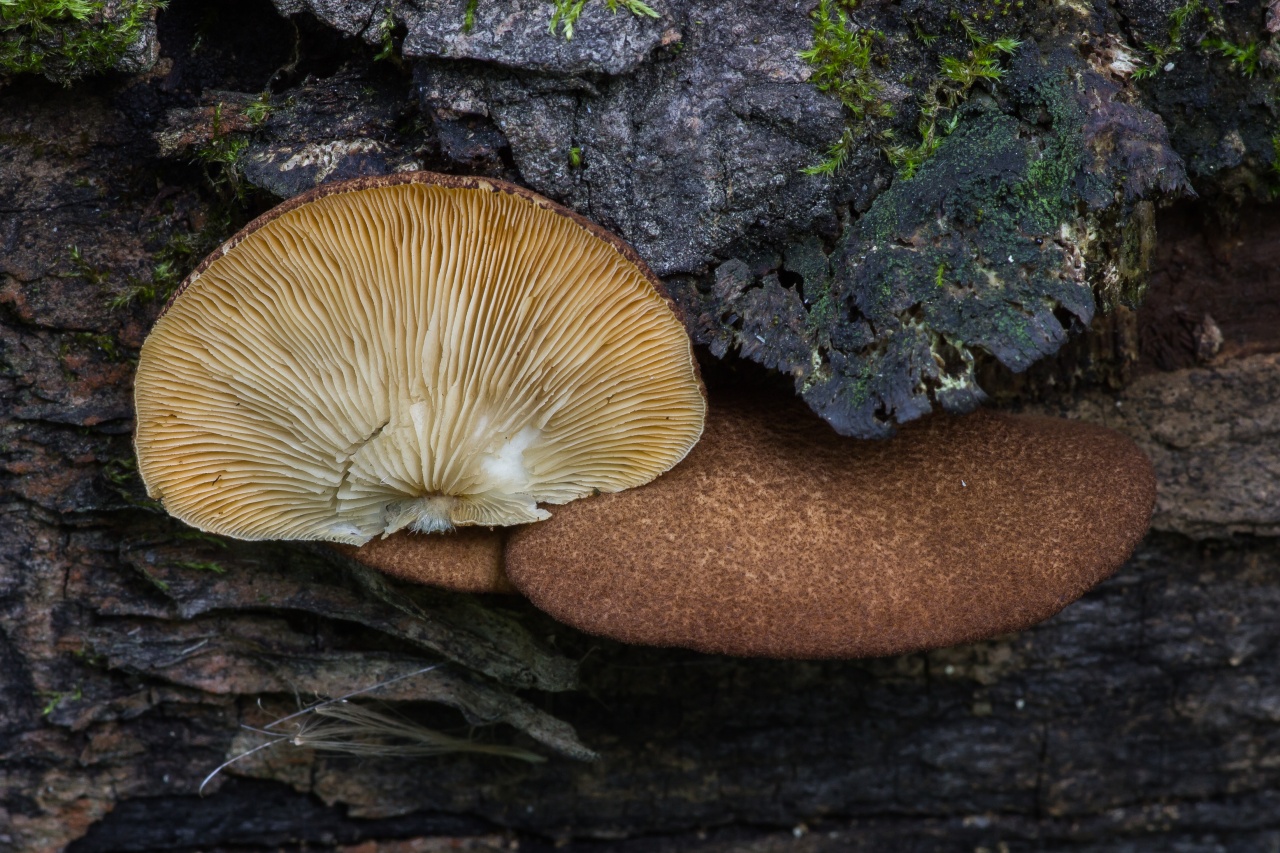 Пластинчатый гриб на дереве. Крепидот гриб. Crepidotus mollis. Пластинчатые грибы Урала. Съедобные пластинчатые грибы Урала.