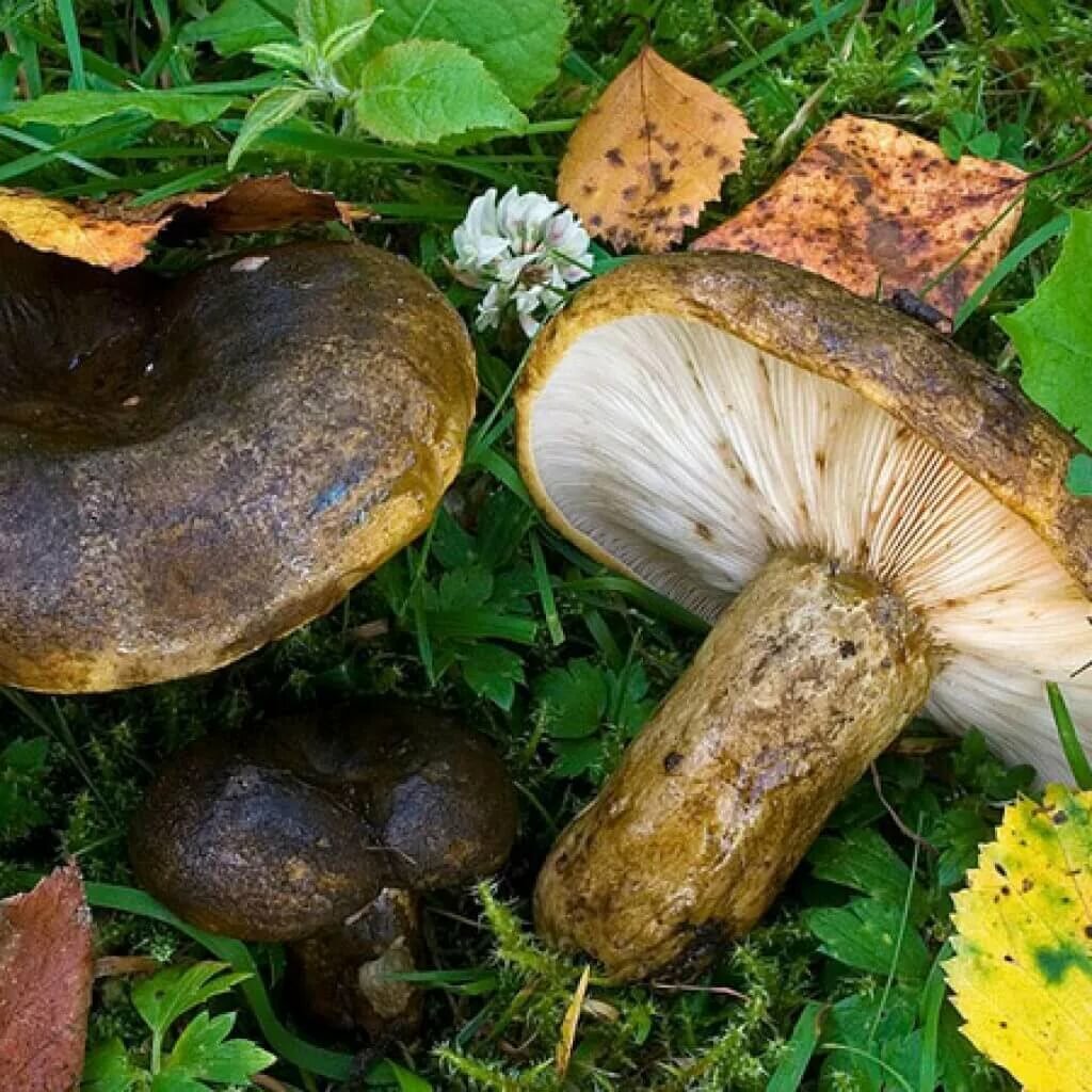 показать фото съедобных грибов
