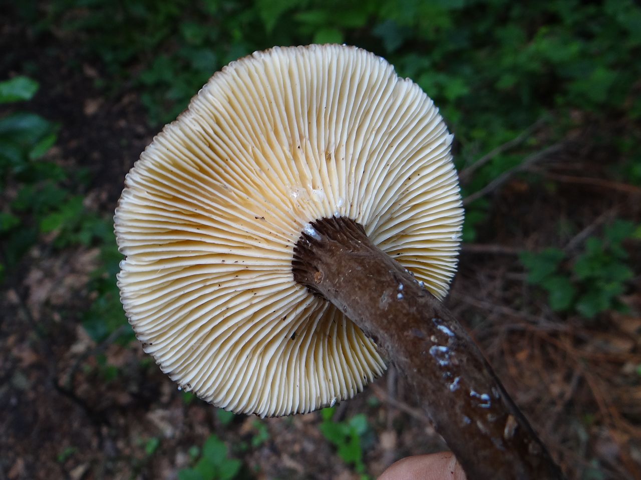 Млечник древесинный грибы