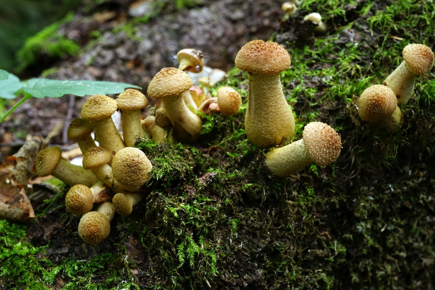 Майские грибы в подмосковье фото и описание