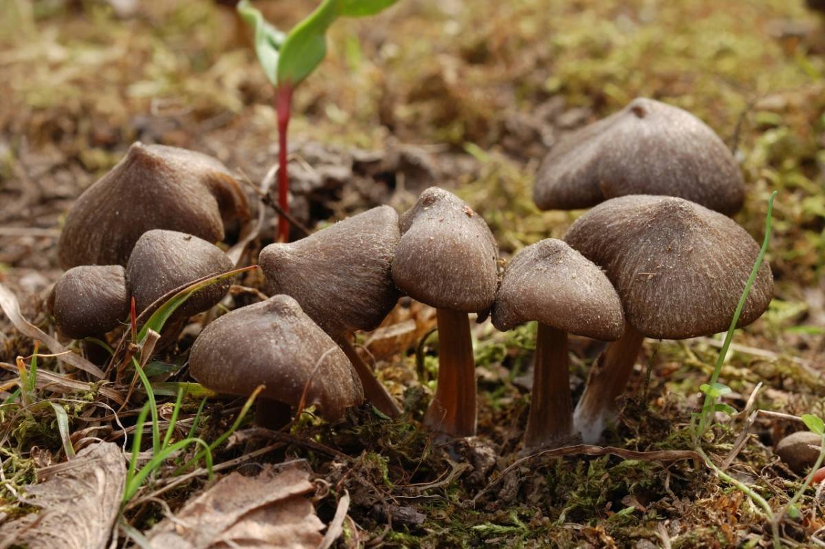 Первый гриб весной название. Гриб Энтолома Крымская. Весенние грибы в Подмосковье съедобные. Первые съедобные грибы весной. Ранние весенние грибы съедобные.