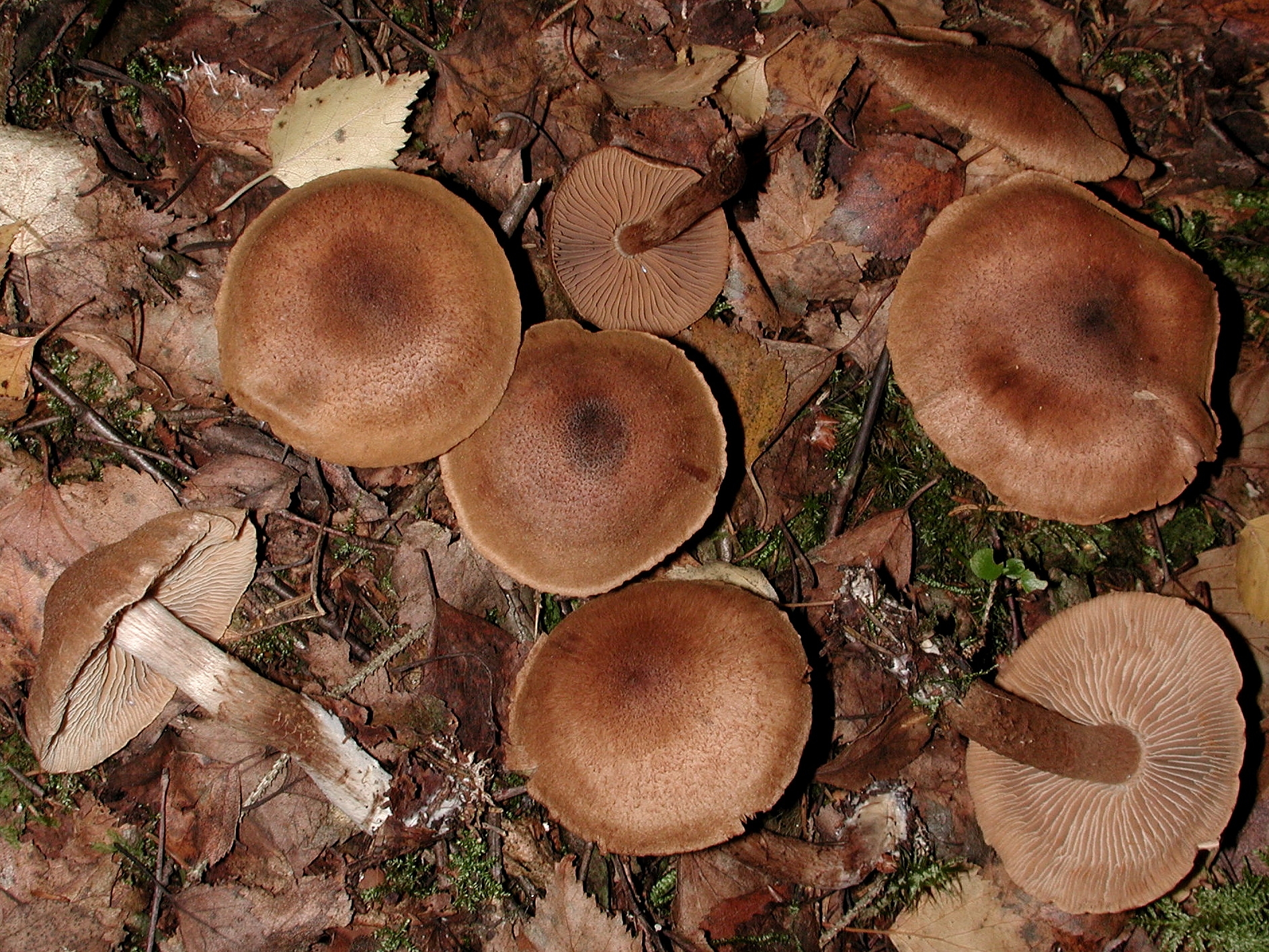 Папуты грибы