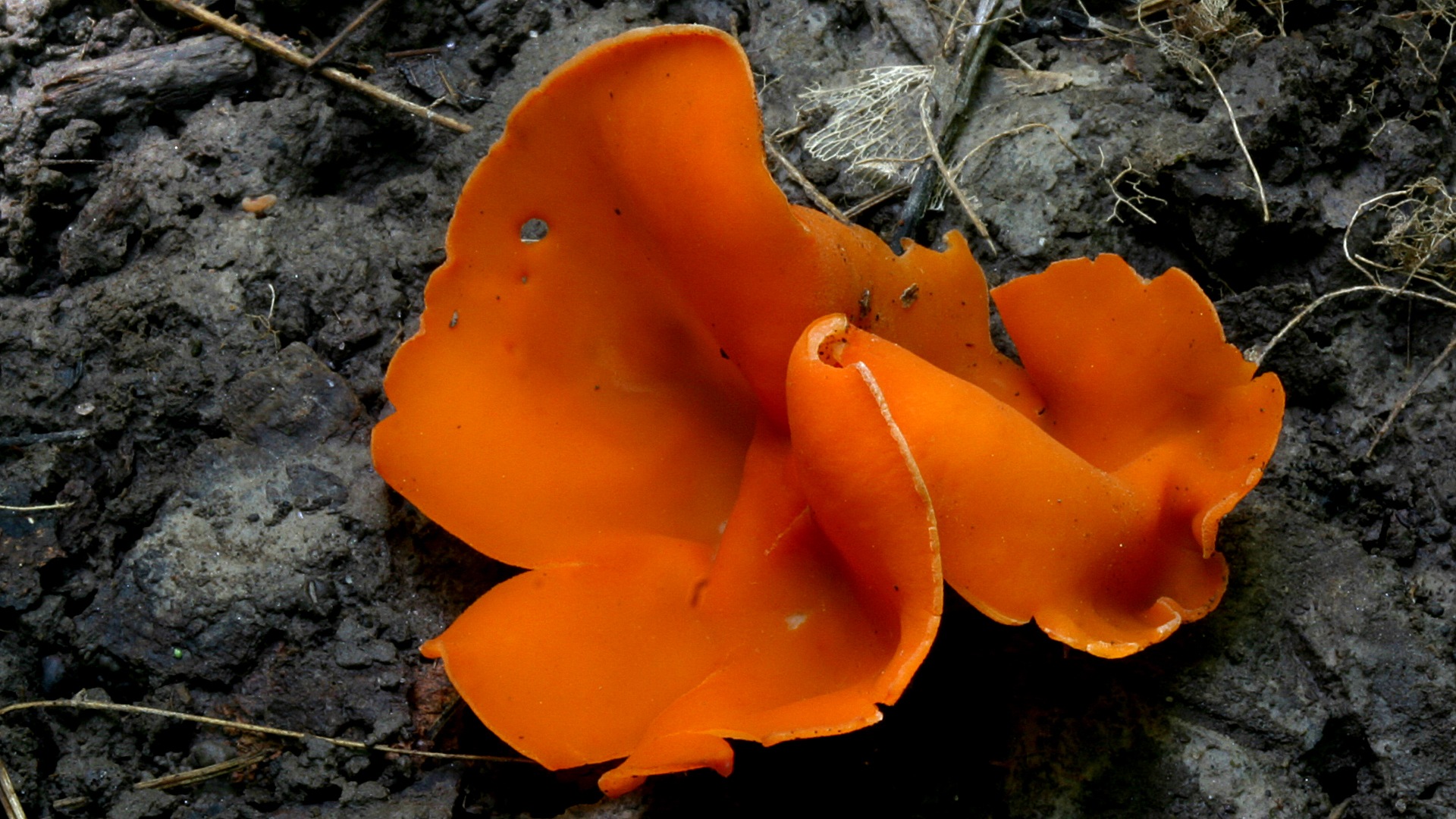 1 весенние грибы. Весенние грибы. Первые весенние грибы. Весенние грибы съедобные. Ранние весенние грибы.