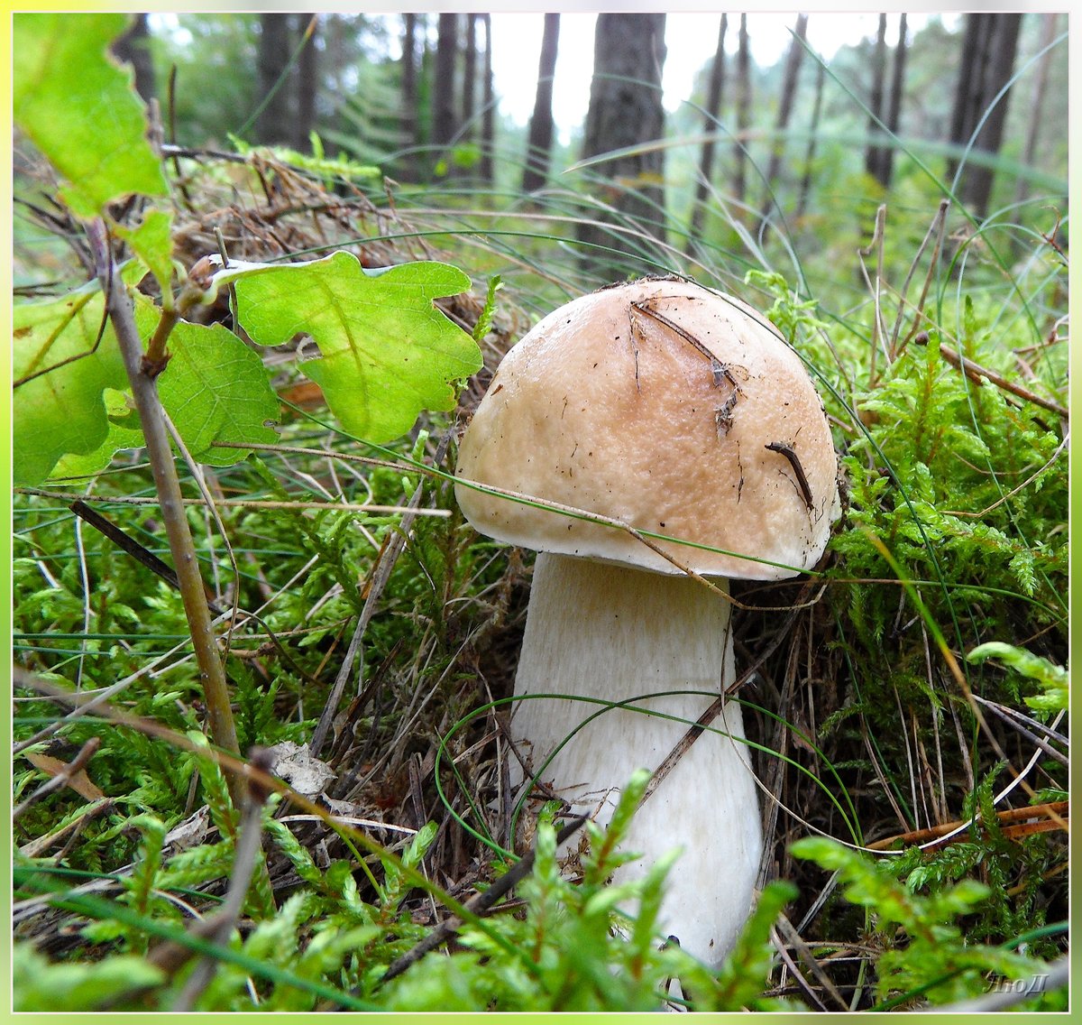 Как понять что грибы готовы. Подболотянки грибы. Гриб живой для рассматривания. Группа грибы. Определитель грибов по фото.