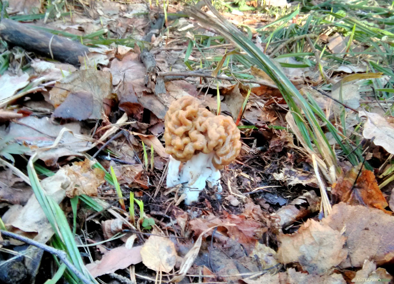 Весенние грибы в Пермском крае