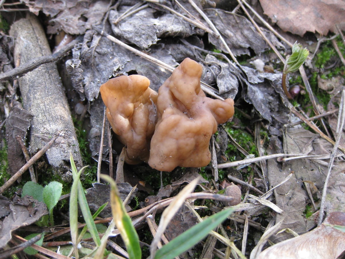 Весенние грибы Подмосковья съедобные