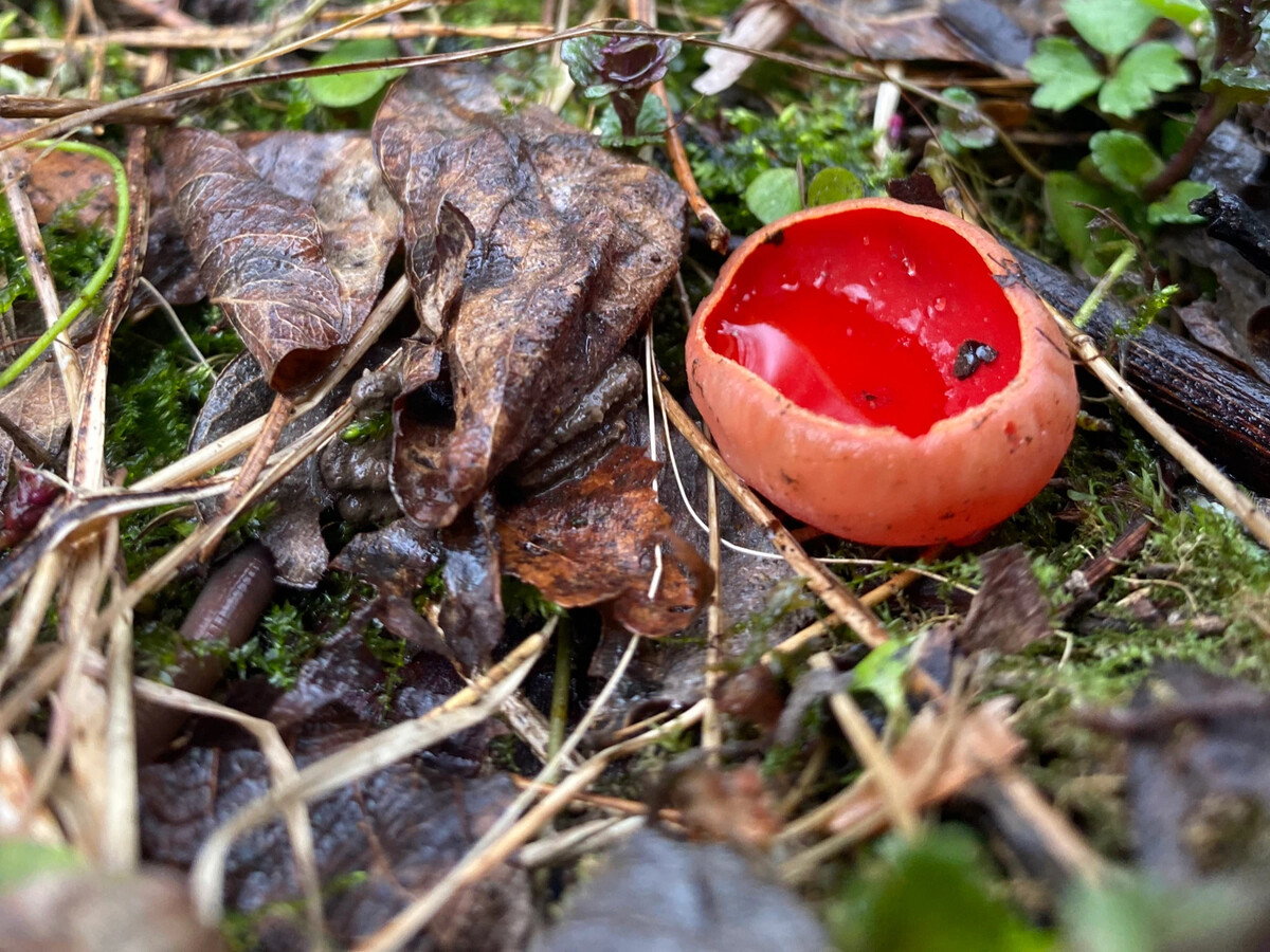 Первый гриб. Ранние весенние грибы. Весенние грибы саркосцифа алая. Мимсптвн грибы красного цвета саркосцифа. Саркосцифа фотографии.