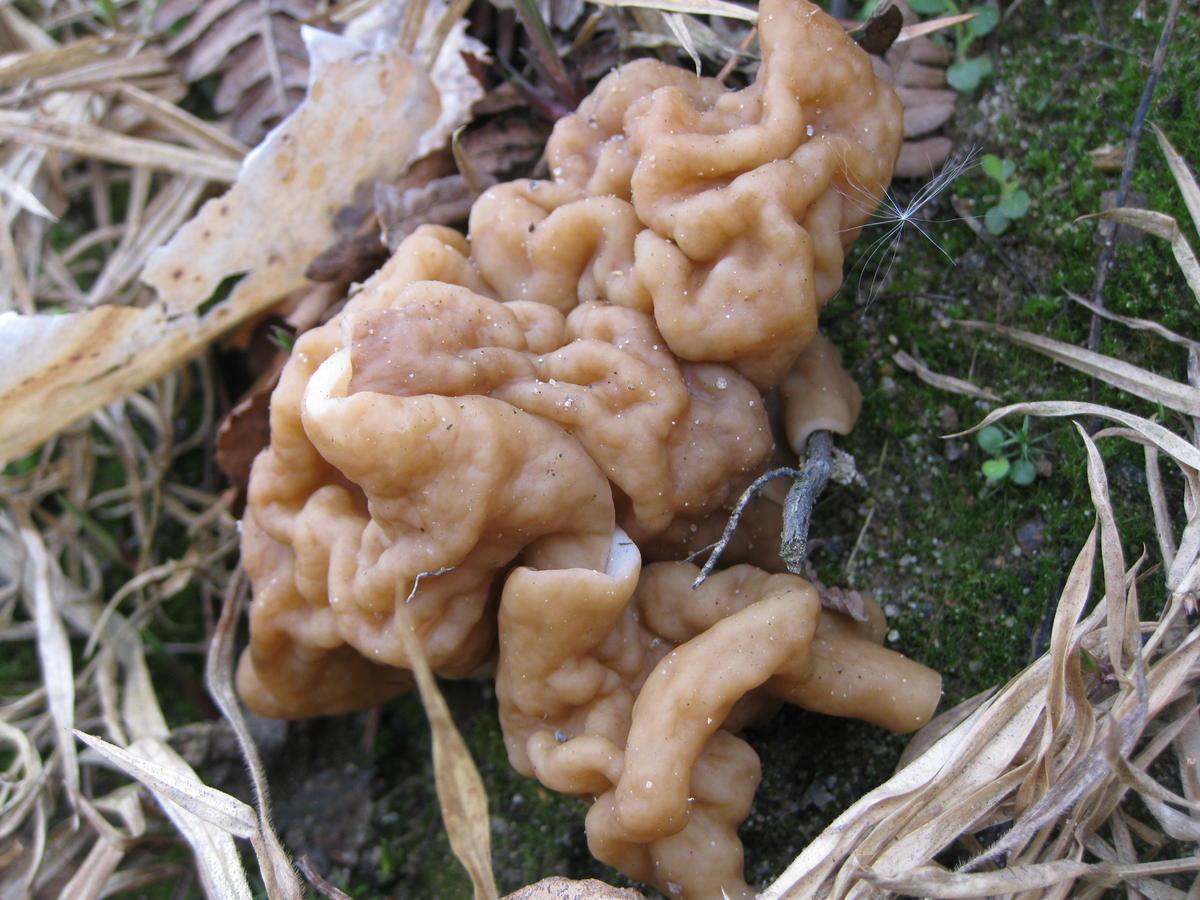 Самые первые грибы