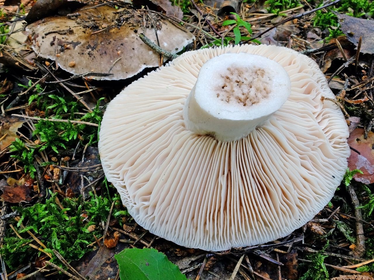 Съедобные грибы Северного Кавказа