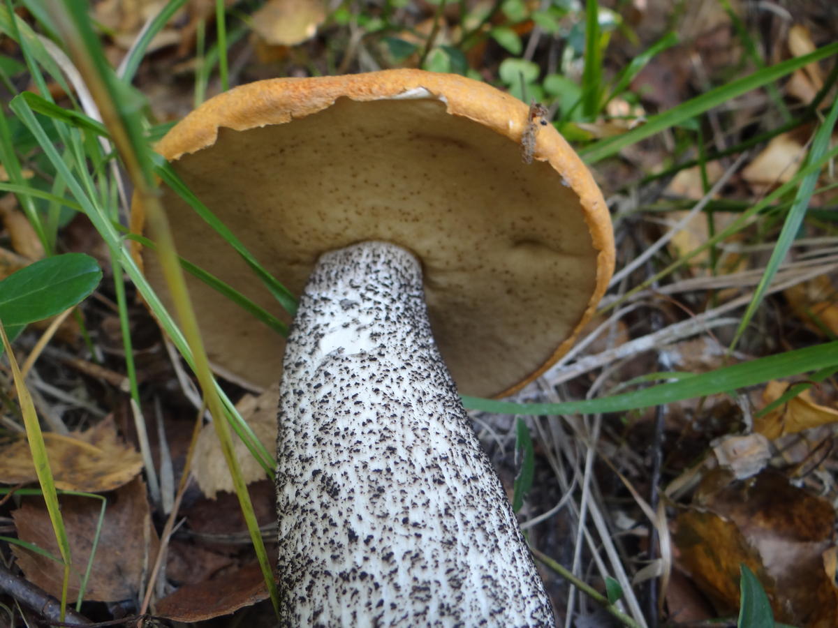 грибы похожие на подберезовики фото