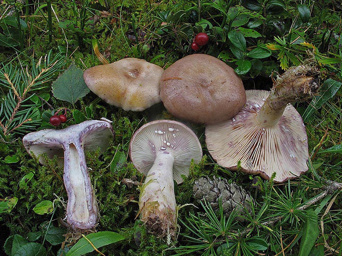 Млечник лиловеющий грибы