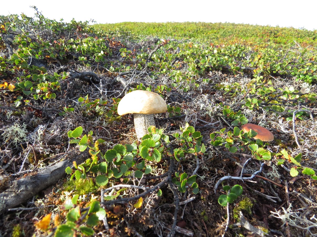 Карликовые Берёзки и грибы в тундре