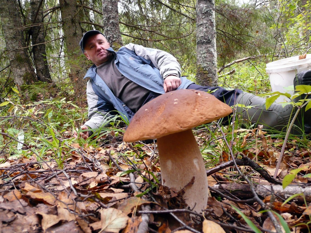 Грибы для людей и природы. Самый большой в мире гриб Боровик. Огромный белый гриб. Гигантские грибы. Грибы в лесу.