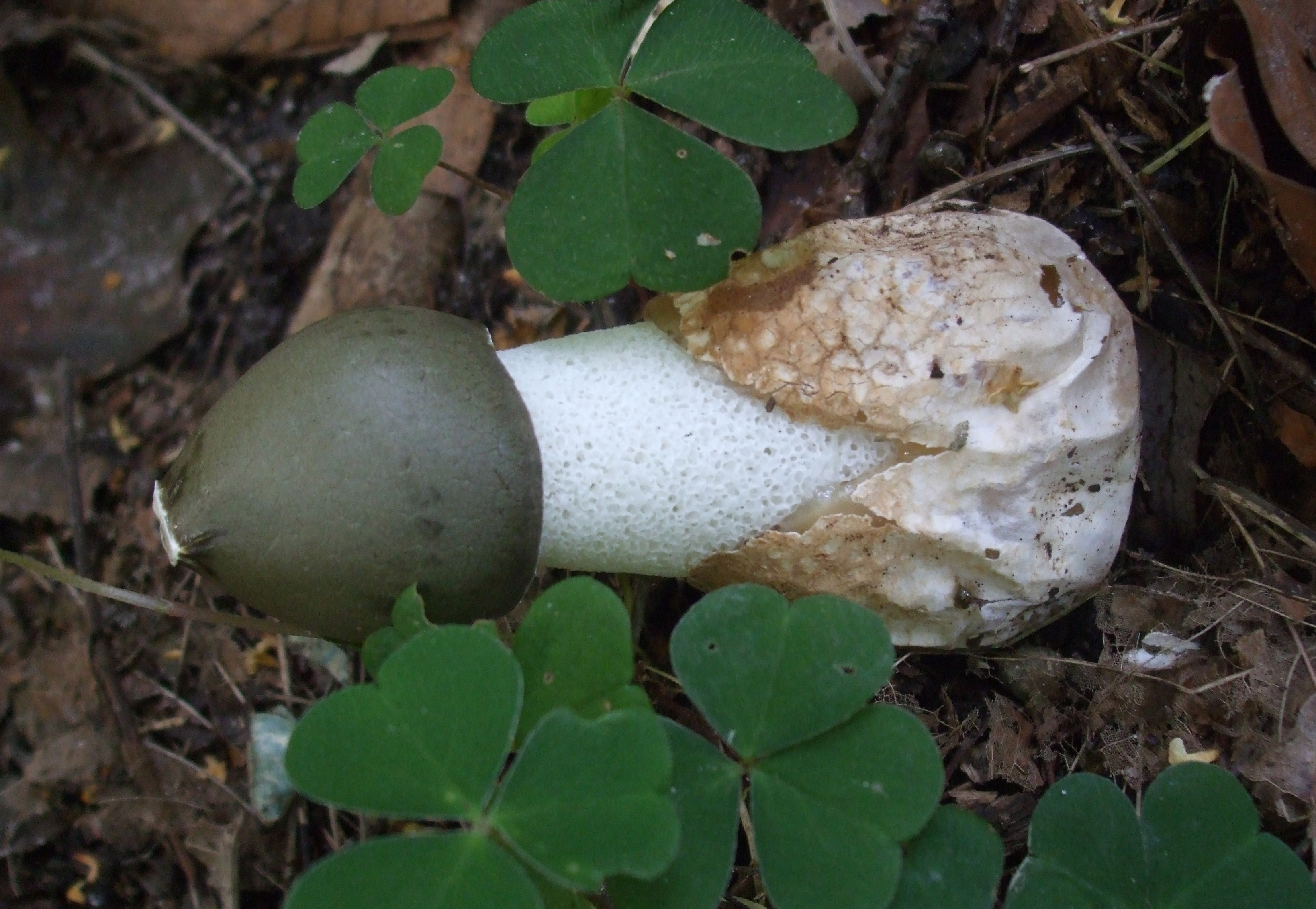 Веселки грибы фото и лечебные свойства и противопоказания