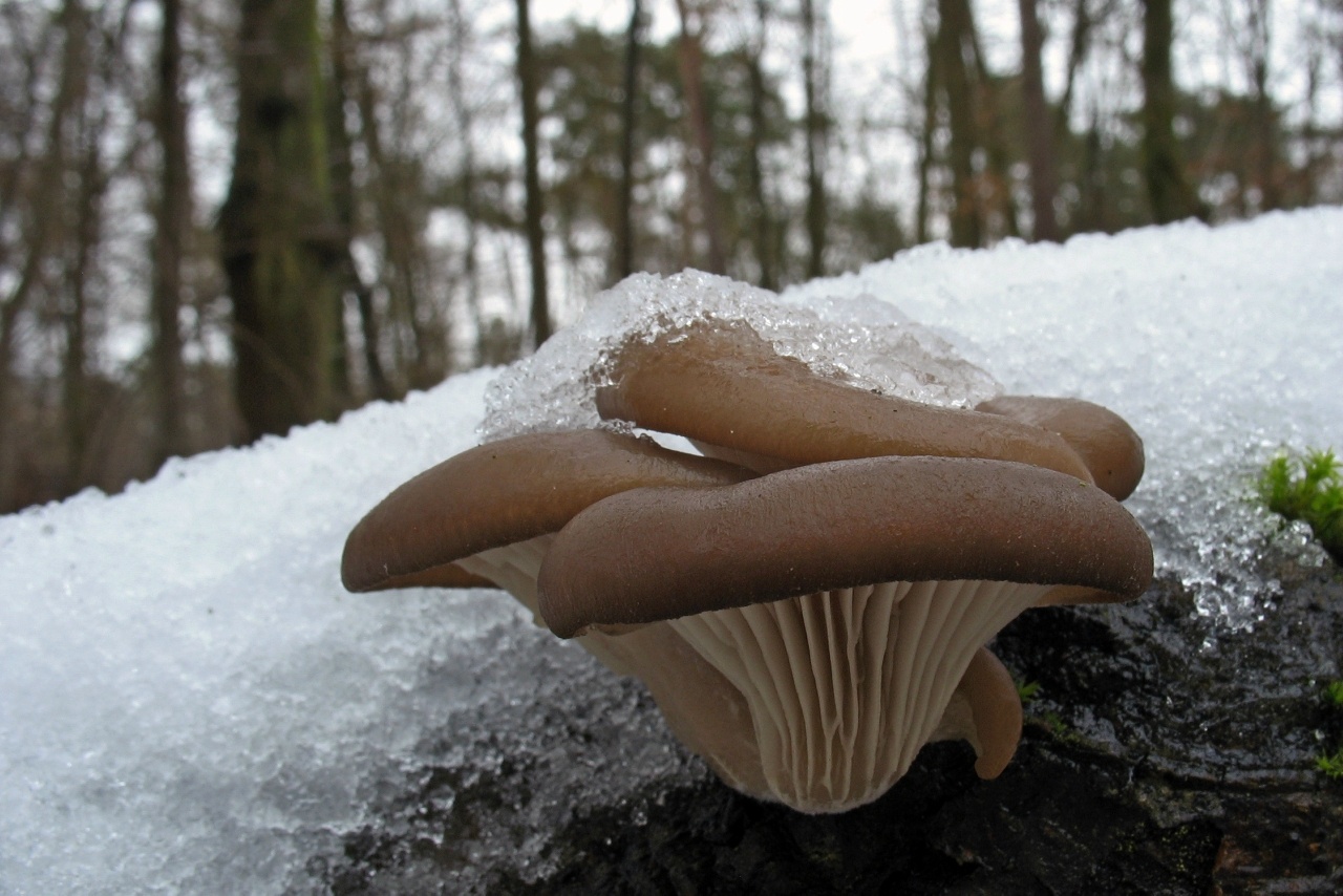 Зимняя вешенка гриб