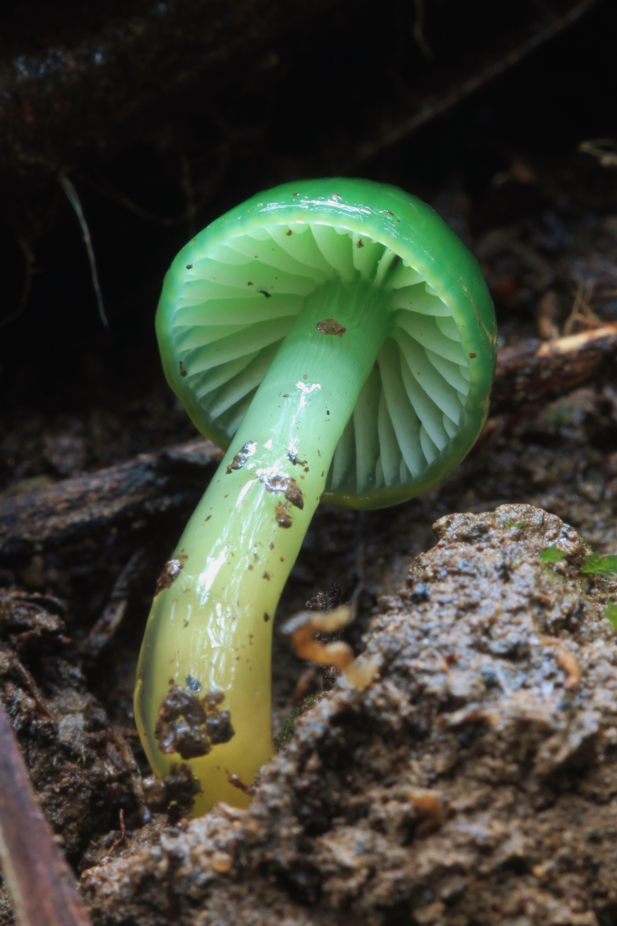 фото грибов зеленых