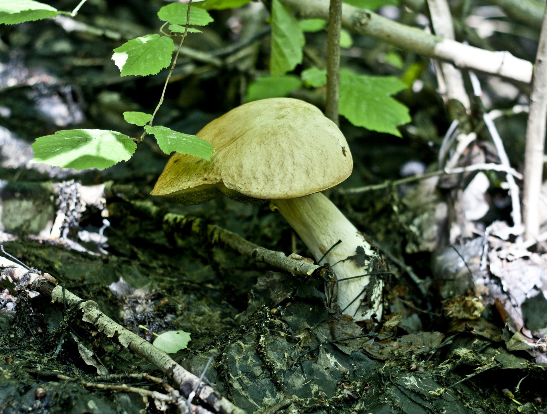 Лесные грибы зеленого цвета