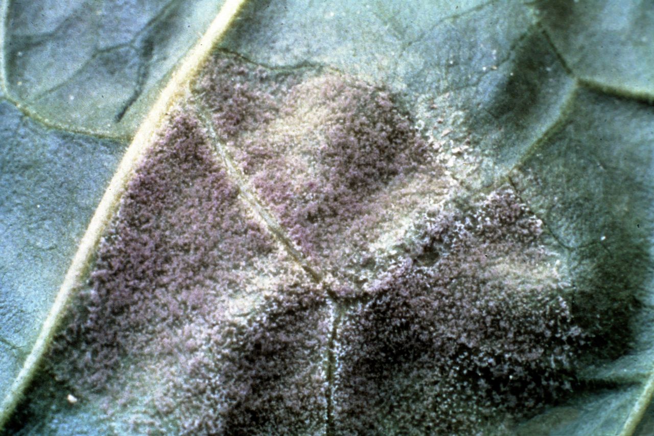 Мучнистая роса под микроскопом фото