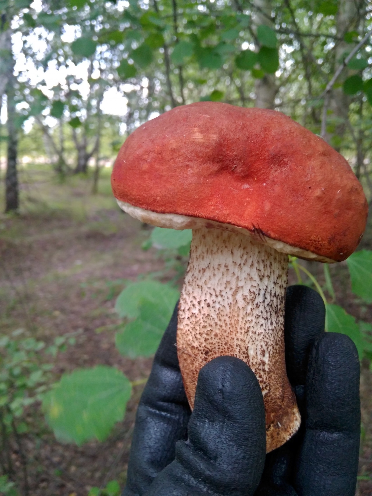 Красный гриб подосиновик