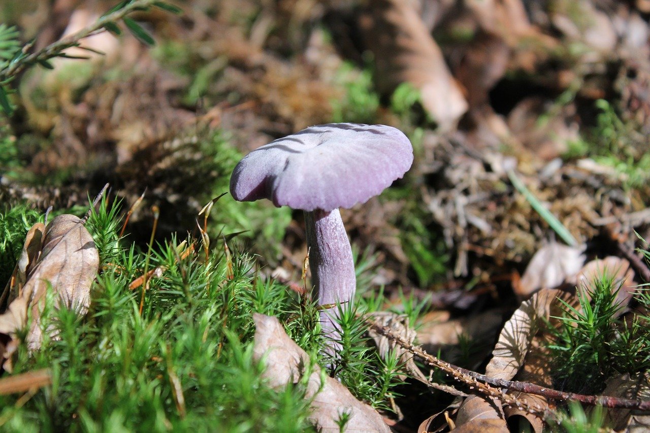 Серушки грибы фото съедобные и несъедобные грибы
