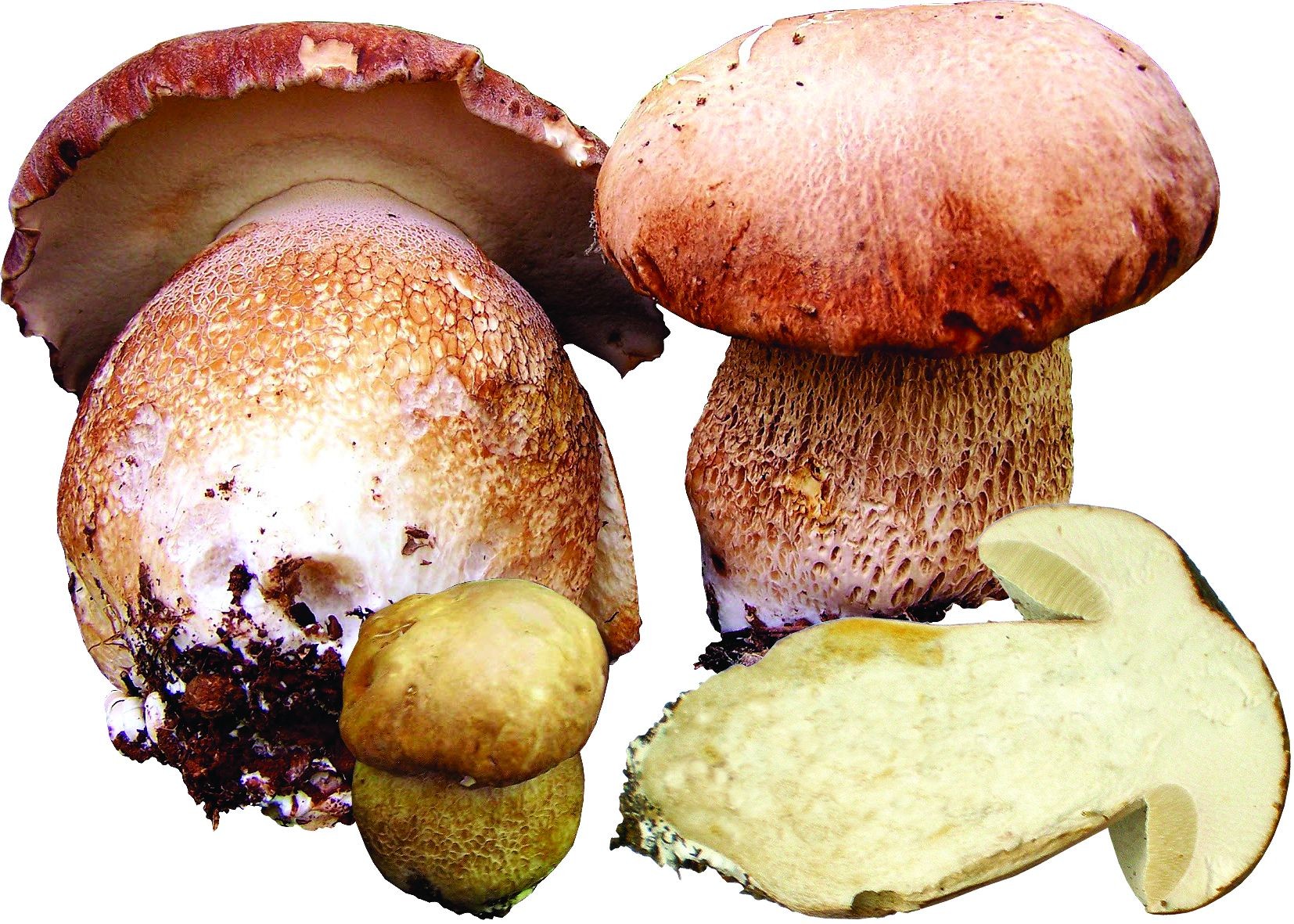 Белый гриб фото на белом фоне