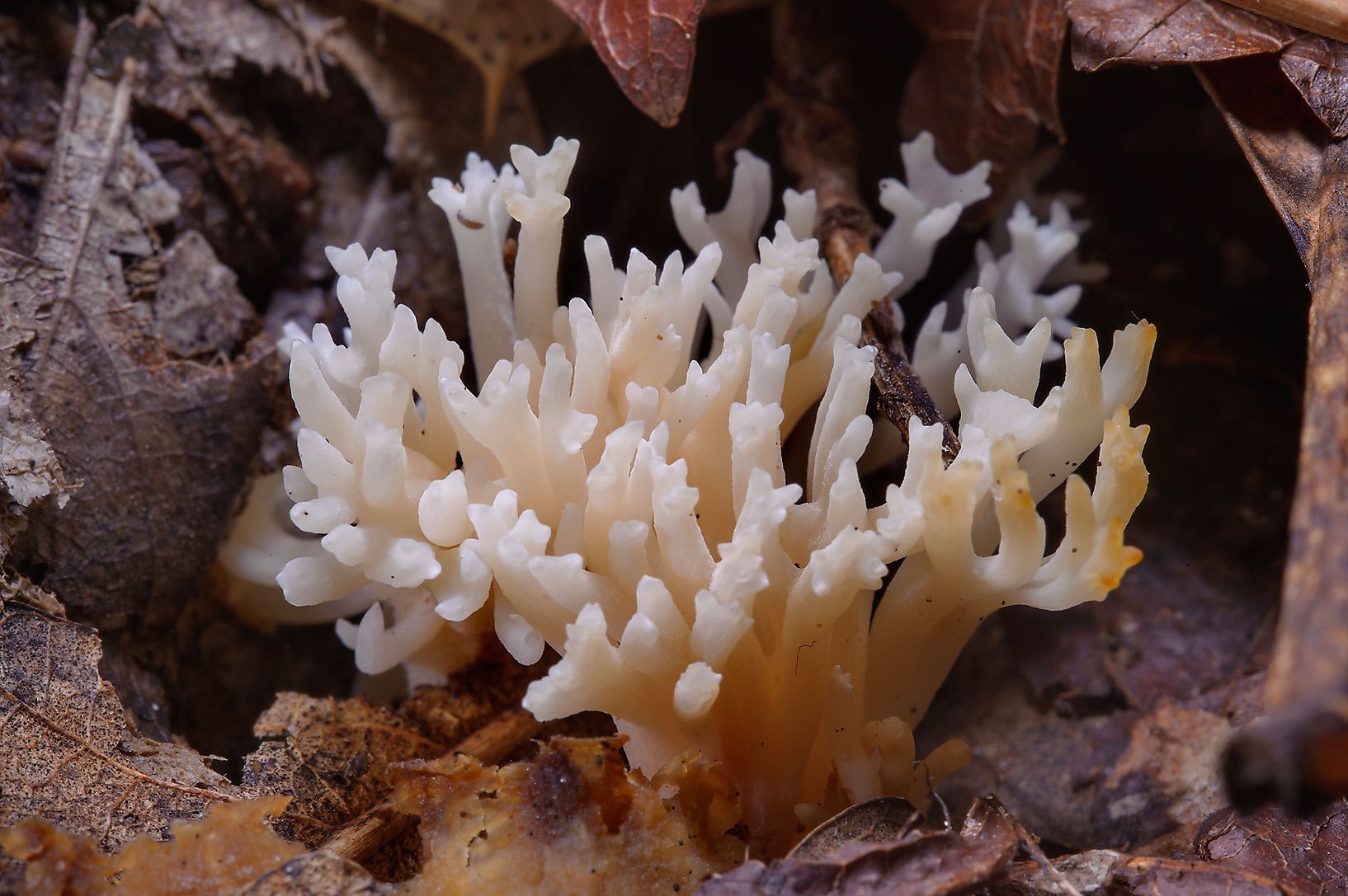 Морской гриб инадзума где. Морской гриб Геншин. Гриб коралловый шитаки. Коралловые грибы тремелла. Морские грибы Генгин.