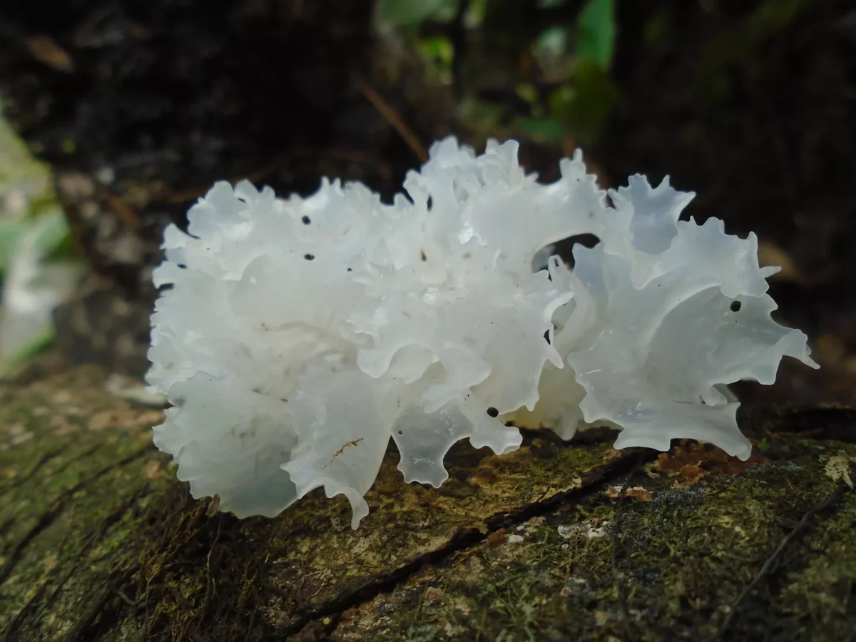 Гребешки водоросли. Tremella fuciformis. Tremella fuciformis грибы. Гриб Дрожалка фукусовидная. Грибы ледяной гриб тремелла.