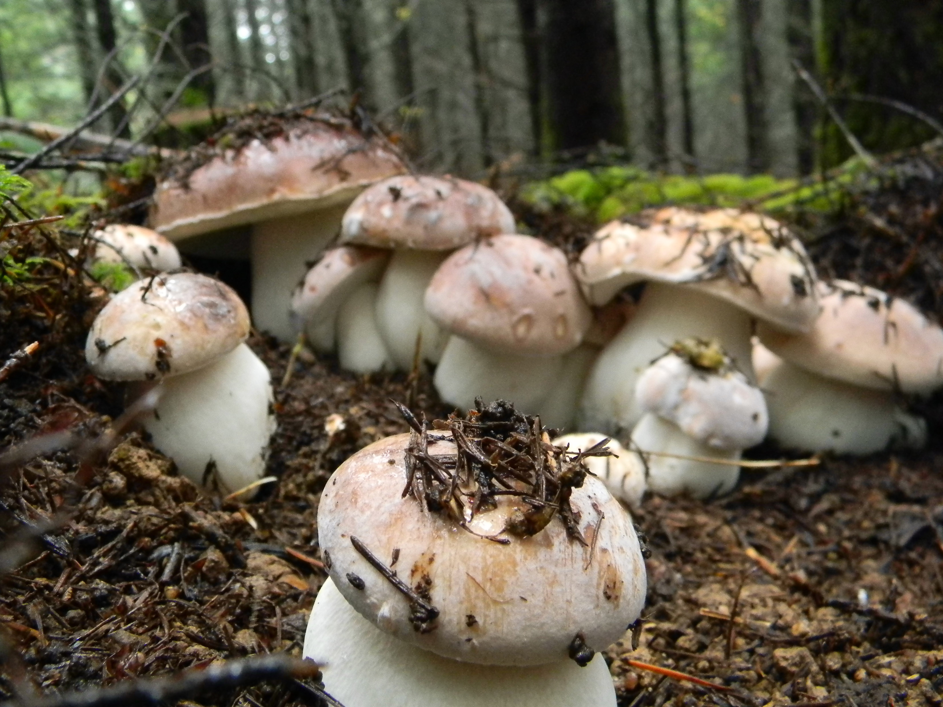Много белых грибов