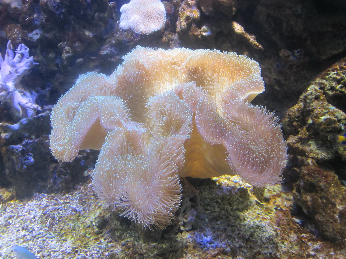 Морской гребешок водоросль