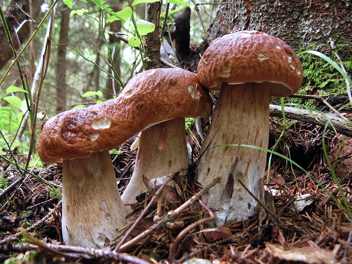 Белые гри. Boletus edulis – белый гриб. Болетус Эдулис. Белый гриб берёзовый Boletus betulicola. Уссурийская Тайга грибы.