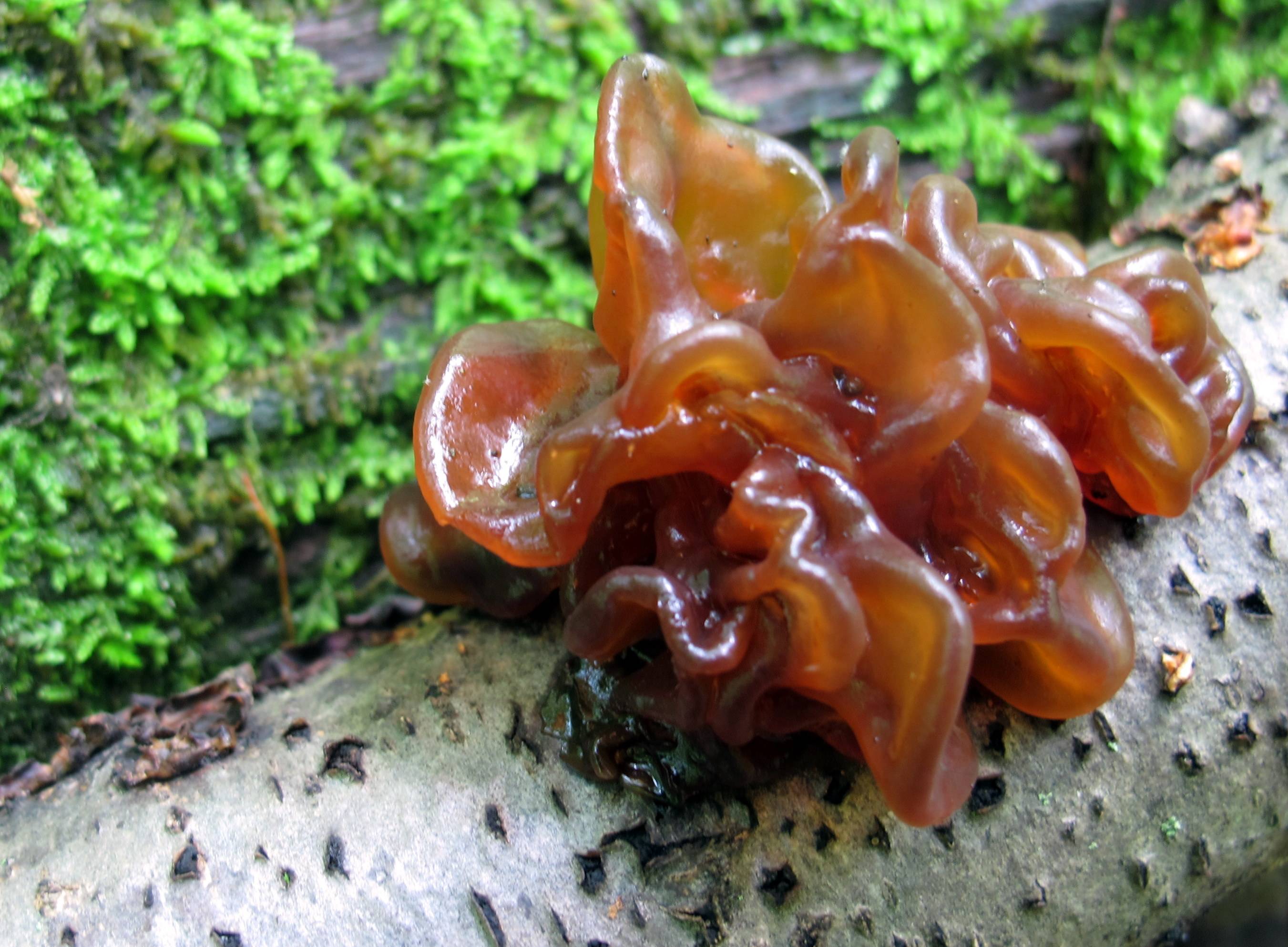 Гриб дрожалка. Дрожалка листоватая Tremella foliacea. Гриб Tremella foliacea. Дрожалка оранжевая гриб. Дрожалка оранжевая съедобный гриб.