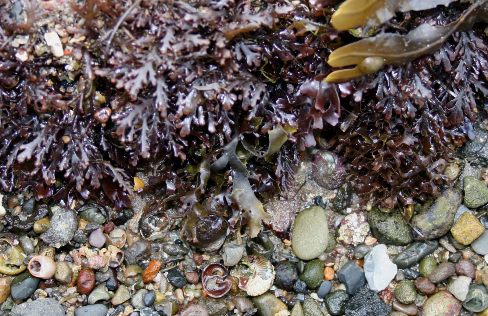 Простейшие водоросли грибы. Dulse водоросли. Морская водоросли и грибница. Грибы на морских побережьях. Шарообразные бурые водоросли.