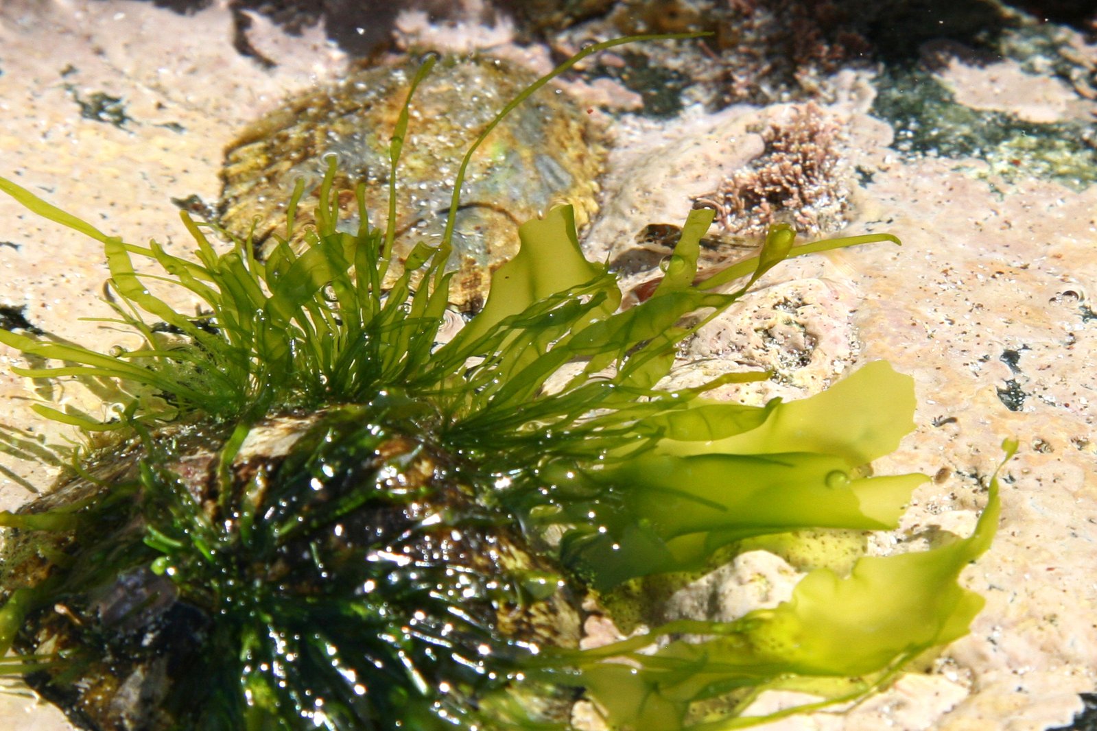 Простейшие водоросли грибы. Нори в природе. Морская водоросли и грибница. Зеленые и золотистые водоросли первые на земле. Как выглядят ядовитые водоросли фото и названия.