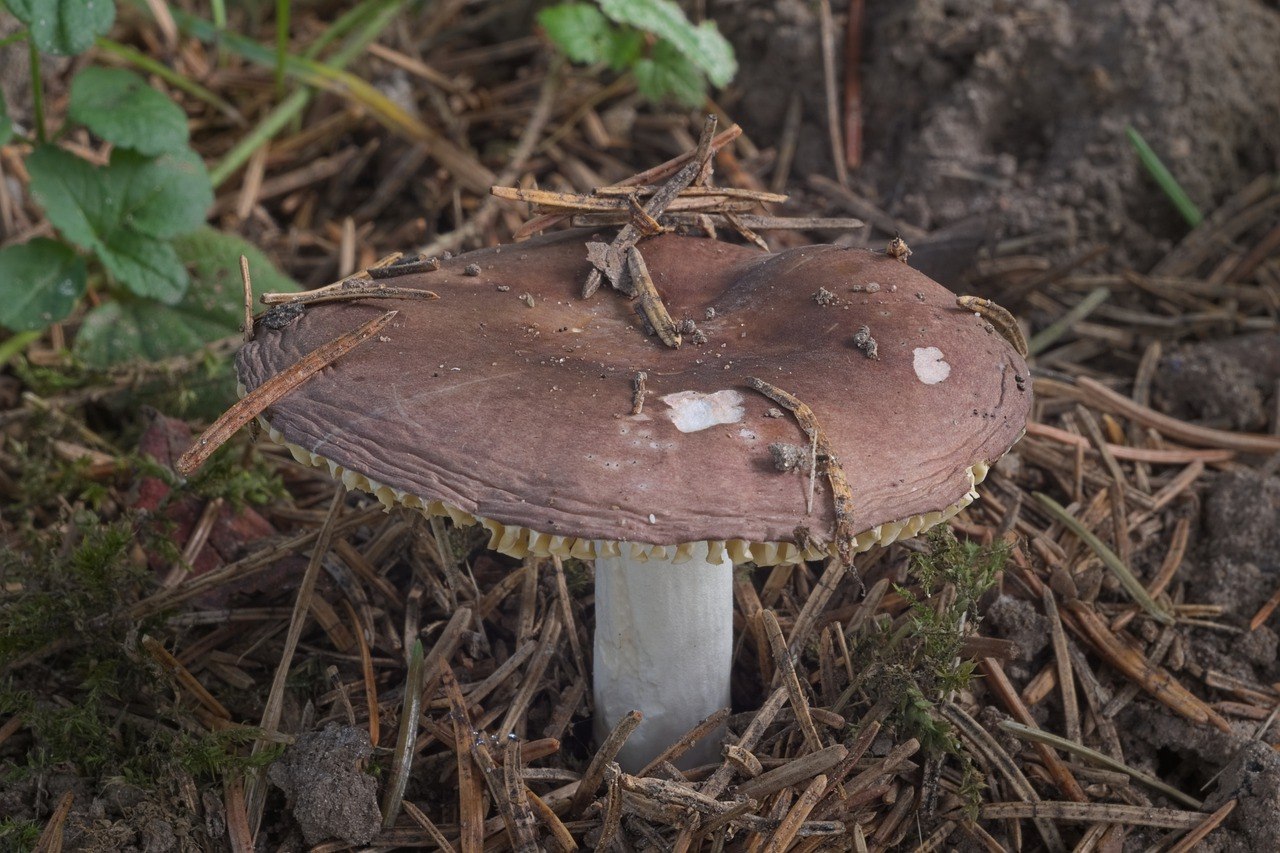Грибы игла. Маленькие коричневые грибы. Сыроежка валуевидная фото. Коричневый гриб раст. Коричневые грибы в рассаде.