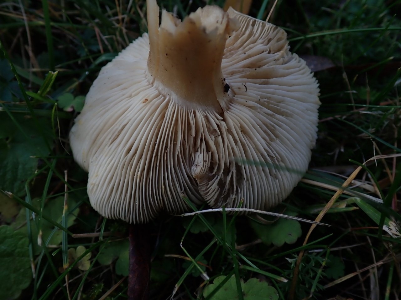 Кубышки грибы